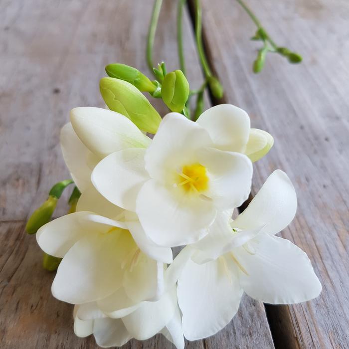 Freesia Flowers Bunch
