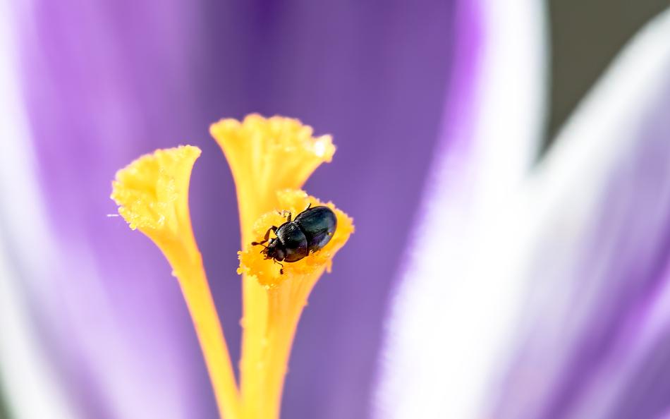Nettle Jewel Beetle black