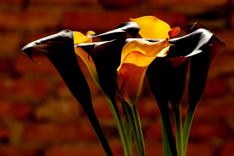 Flowers Sludges Wall Rear