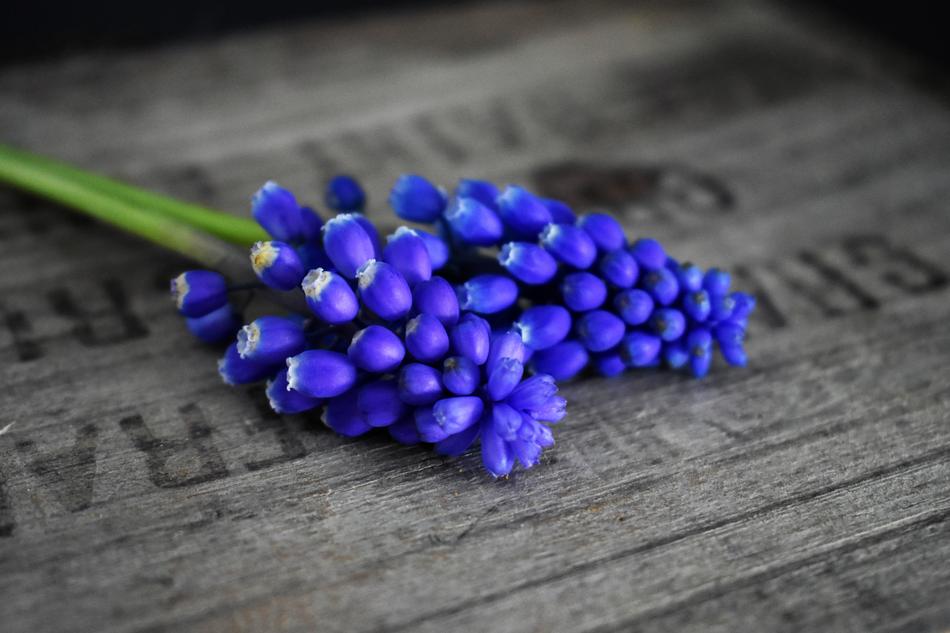 small flowers on a stem on a table