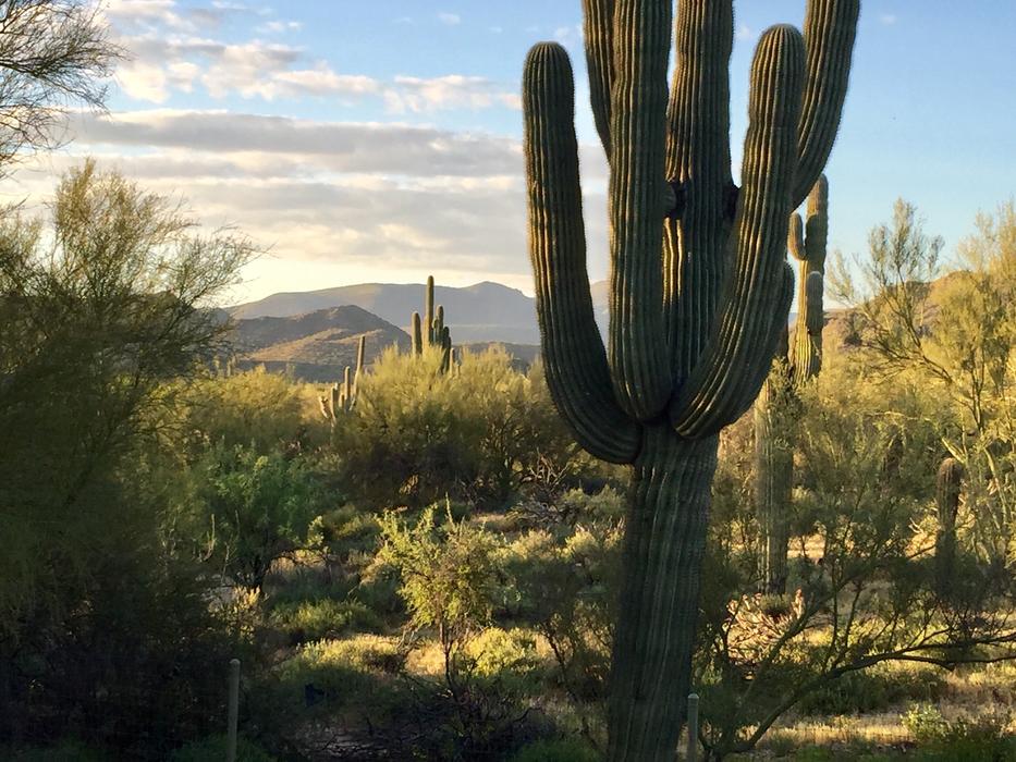 Earth Day Desert