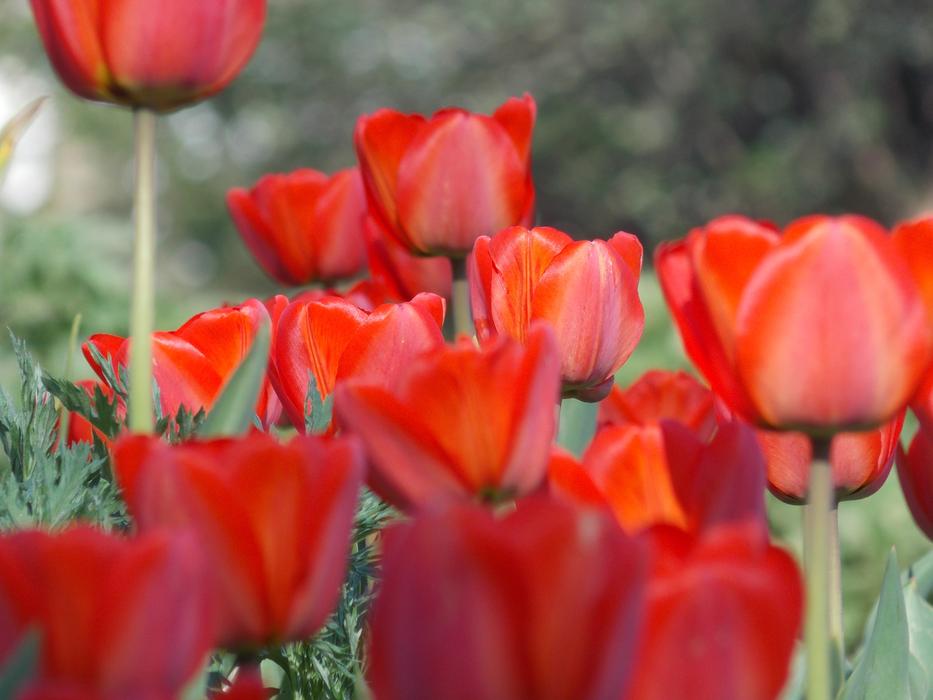 beautiful tulips are blooming in the garden