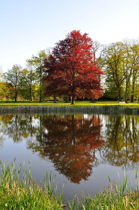 Tree Beech Park