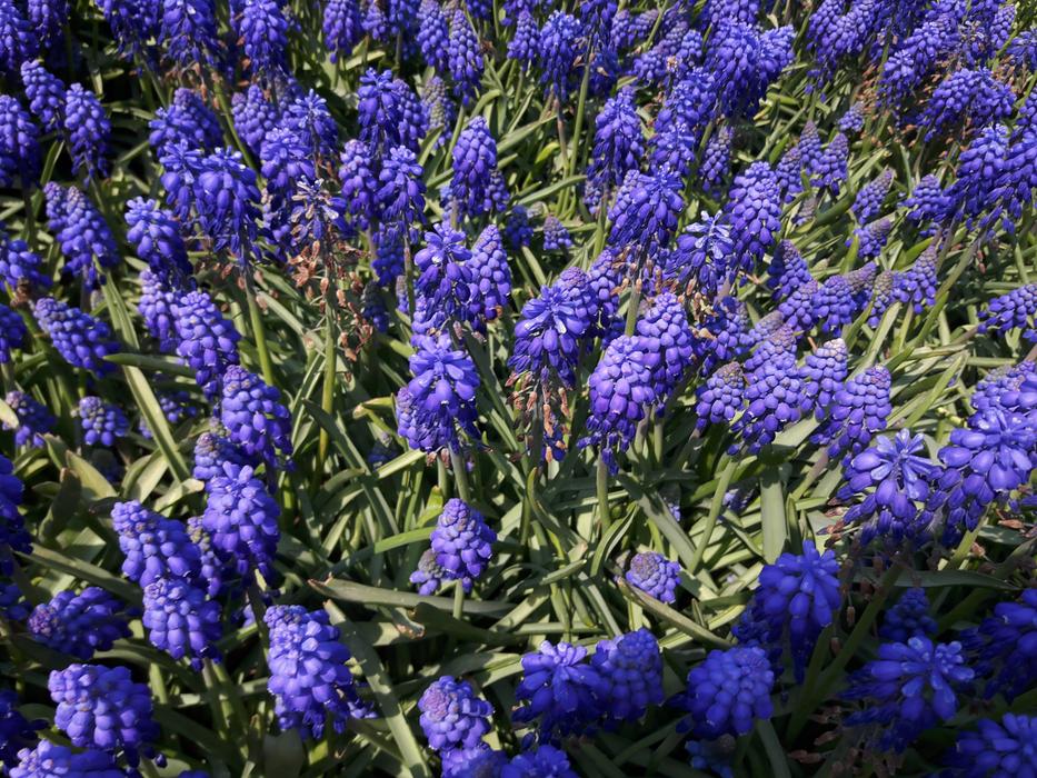 Hyacinth Purple