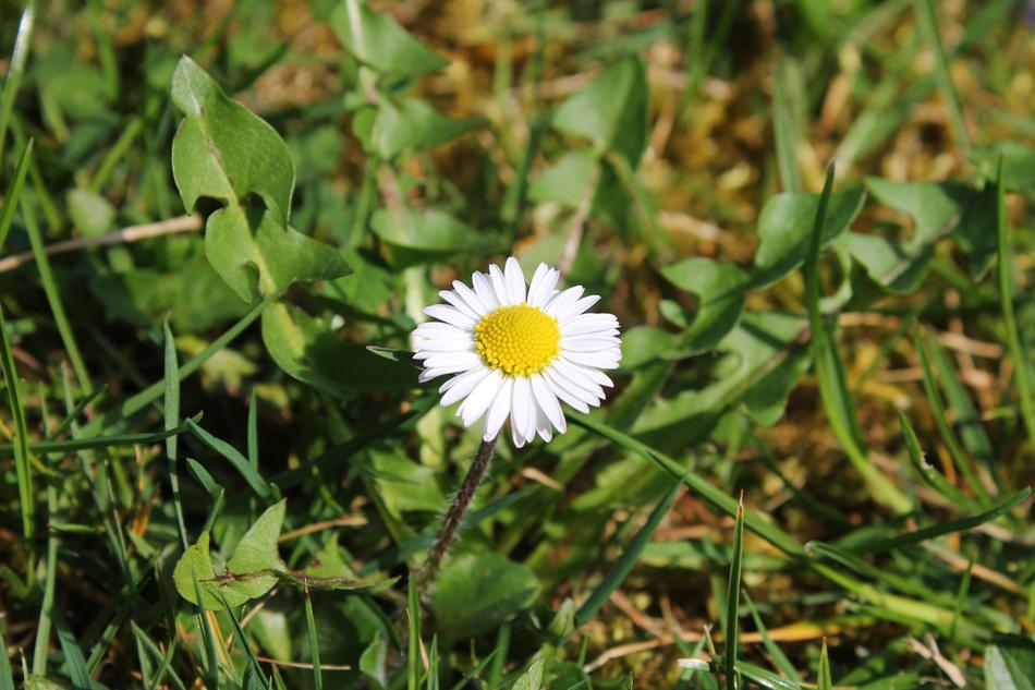 white daisy is lonely in the grass
