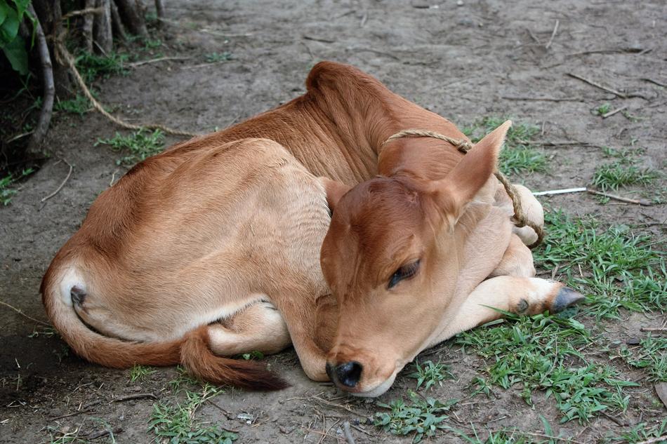 Kenya Zebu