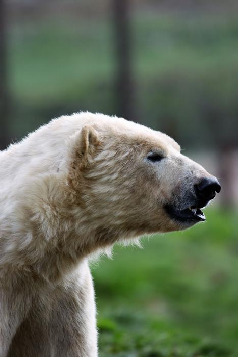 head of a polar bear close-up on a blurred background