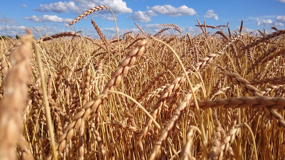 Wheat Field Cereals
