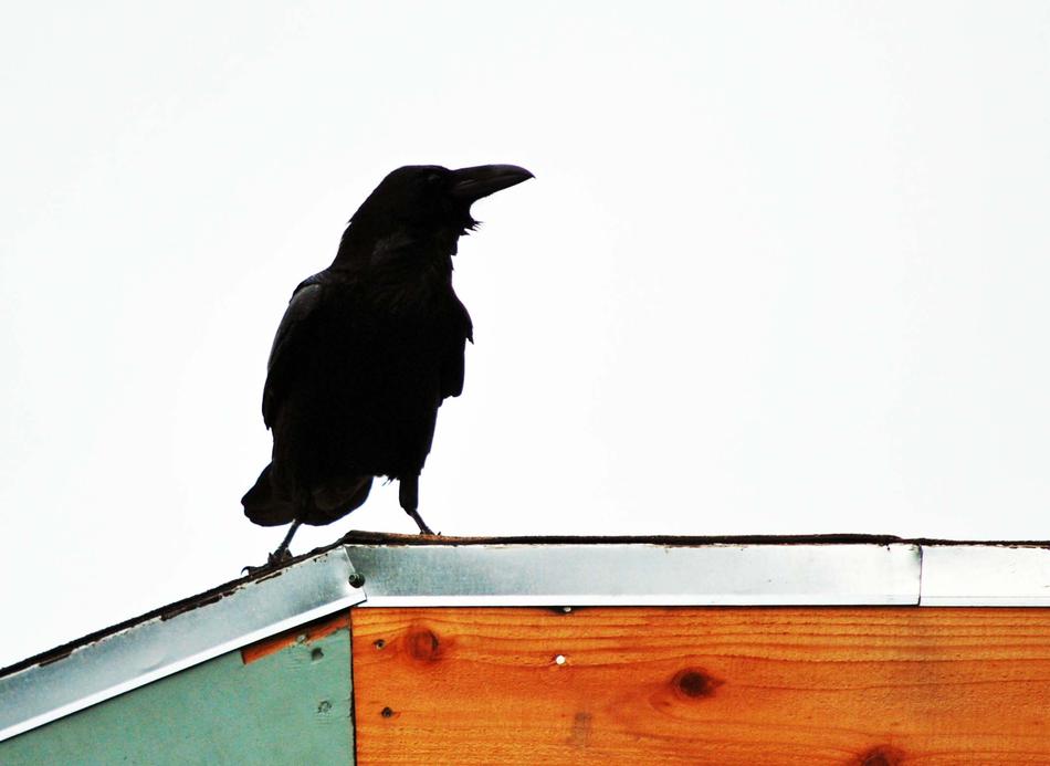 Raven Rooftop