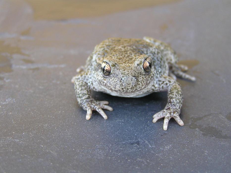 Toad Frog Mottled