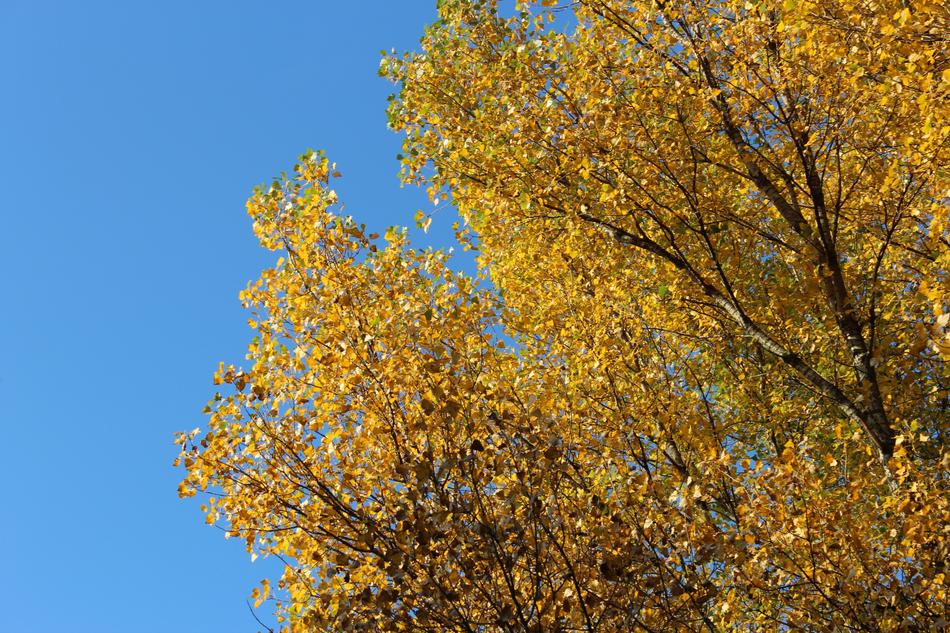 Tree Top Autumn