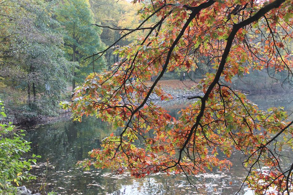 Lake Tree Water