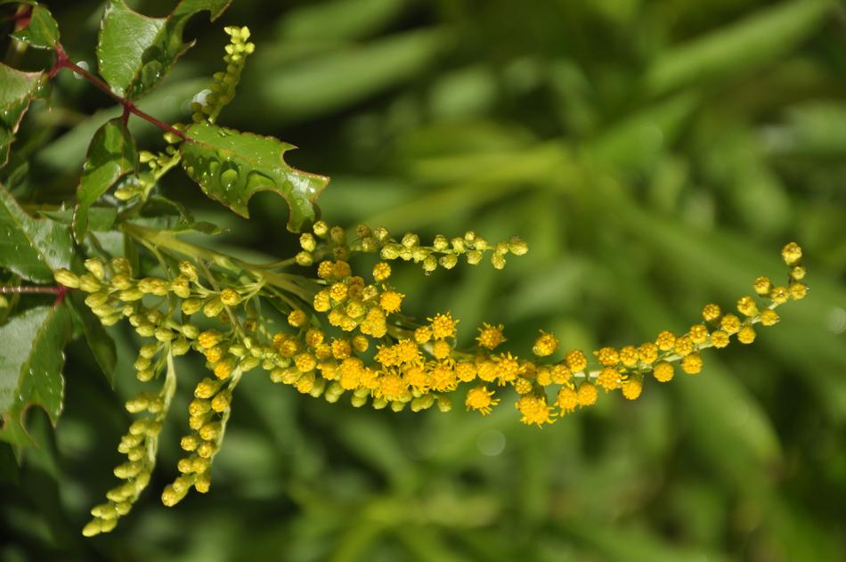 Flowers Yellow Leaves