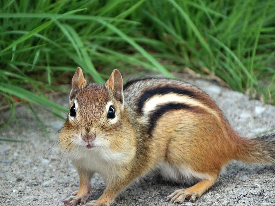 Chipmunk Face