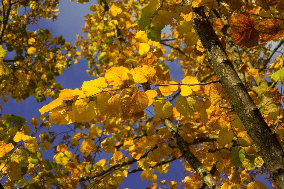Tree Yellow Brown