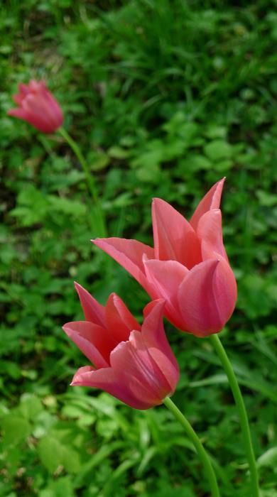 Open Tulips Pink Garde