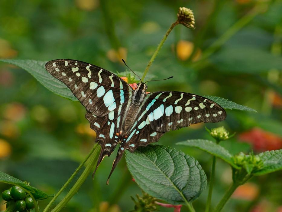 cute butterfly on the grass