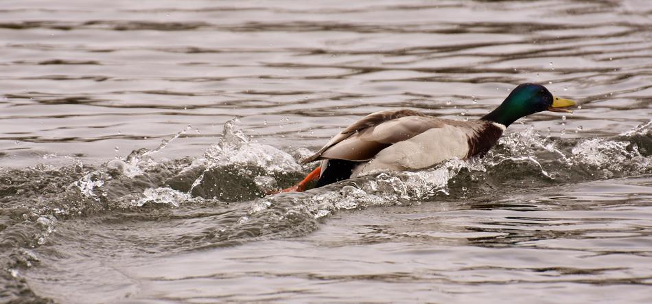 fast swimming duck in a lake