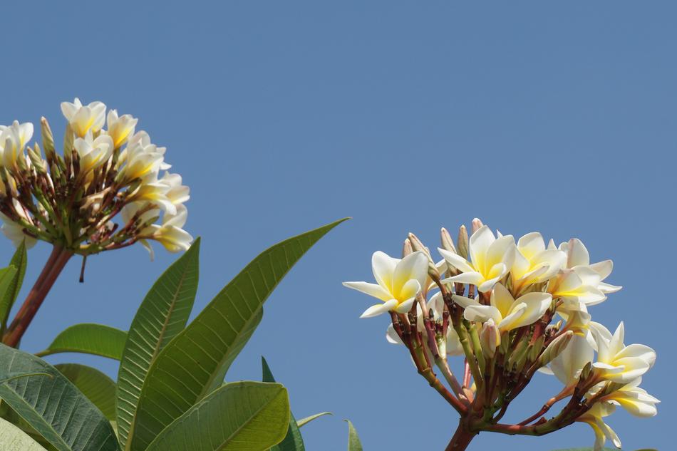 Frangipani Champa Laos White