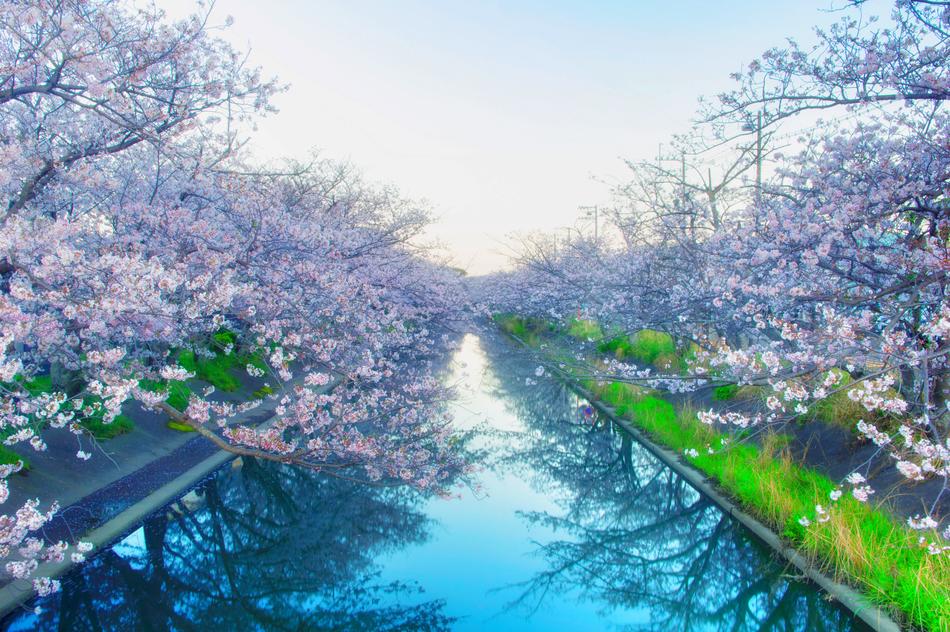 Japan Cherry Blossoms Yoshino