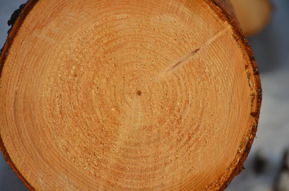 Tree Annual Rings