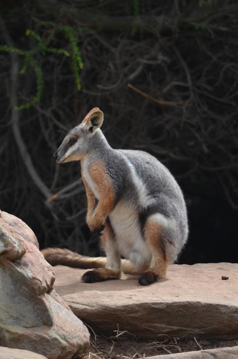kangaroo at the zoo in australia