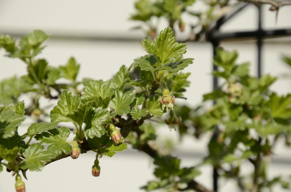 blooming spring leaves on a tree