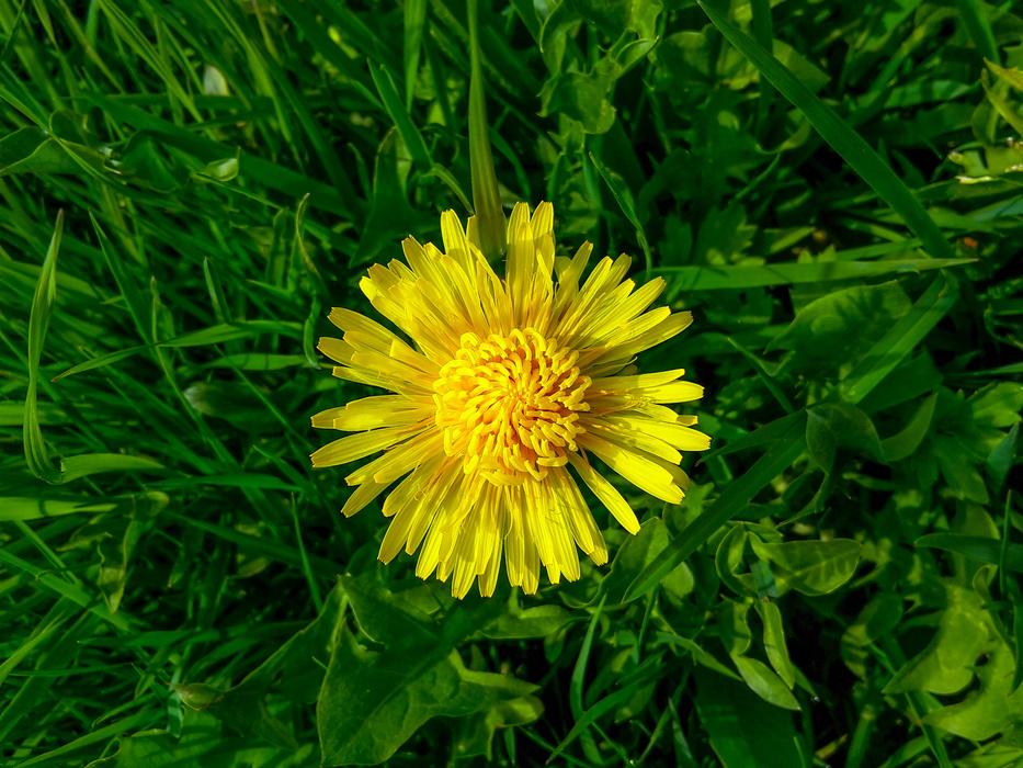 yellow spring wildflower