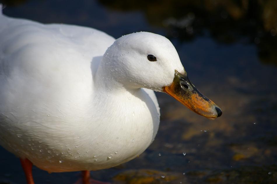 White Mallard Bird