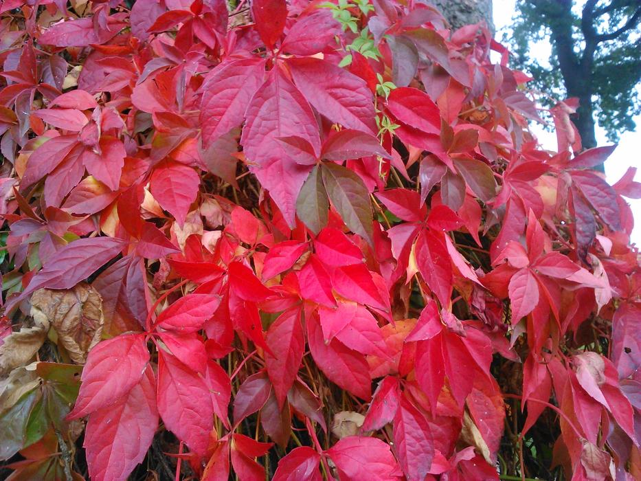 red leaves on the wall