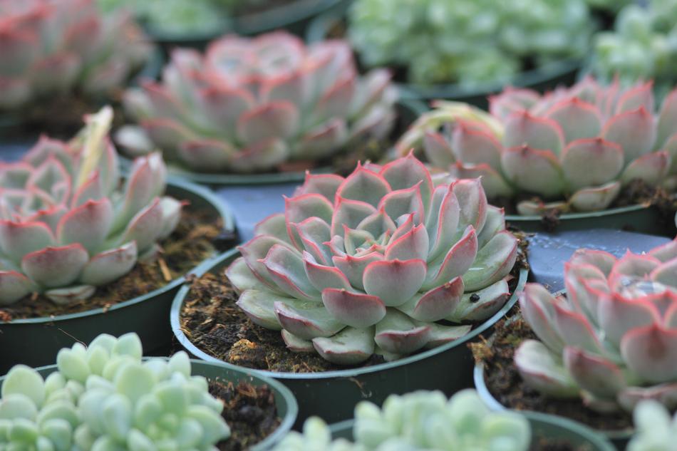 small flowers in a pot