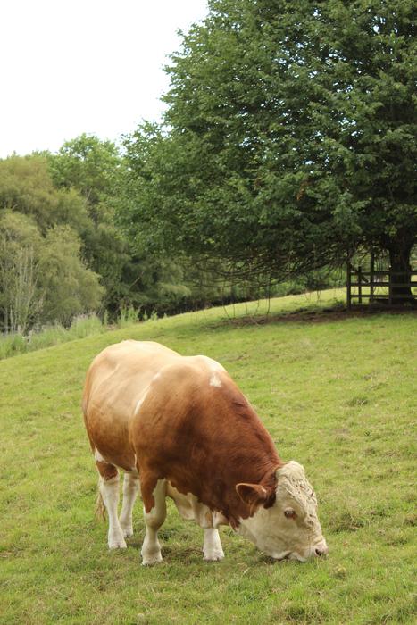 cute cow in a green field