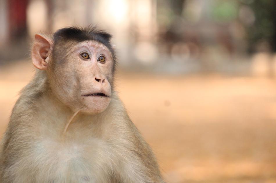 Monkey Animals Ravitabh