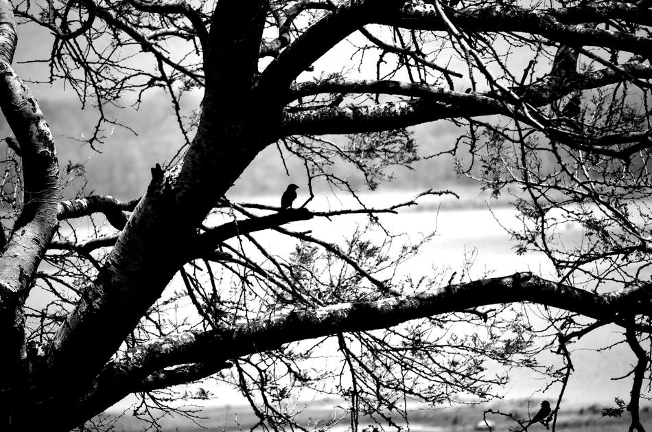 Alone Black