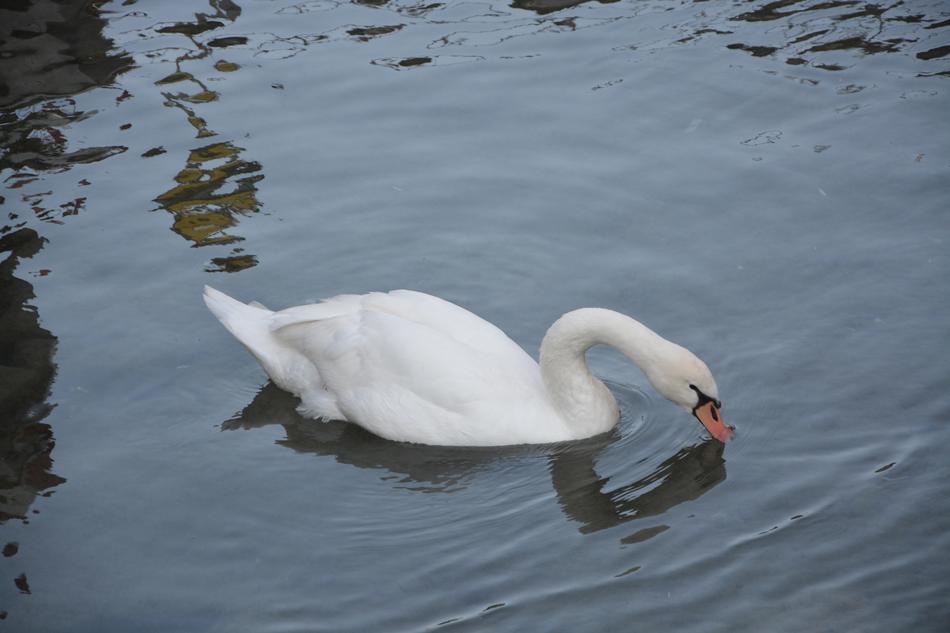 long-necked white swan drinks from the lake