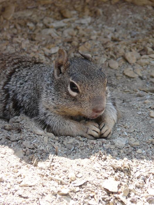 lying cute squirrel with food