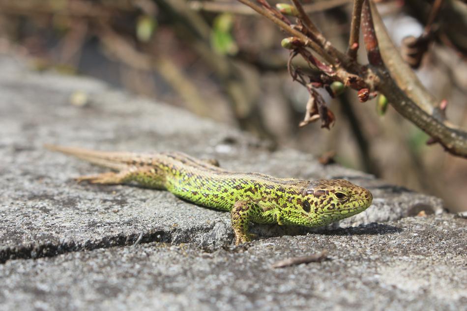 Lizard Macro Close Up