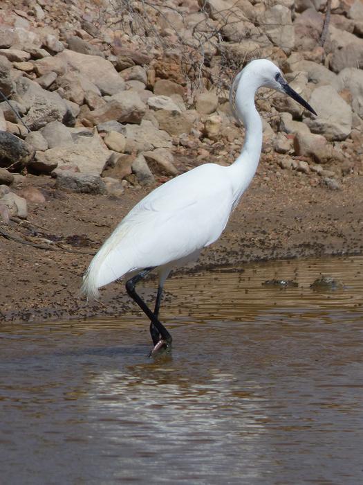 Snowy Egret Egretta Garzetta Water