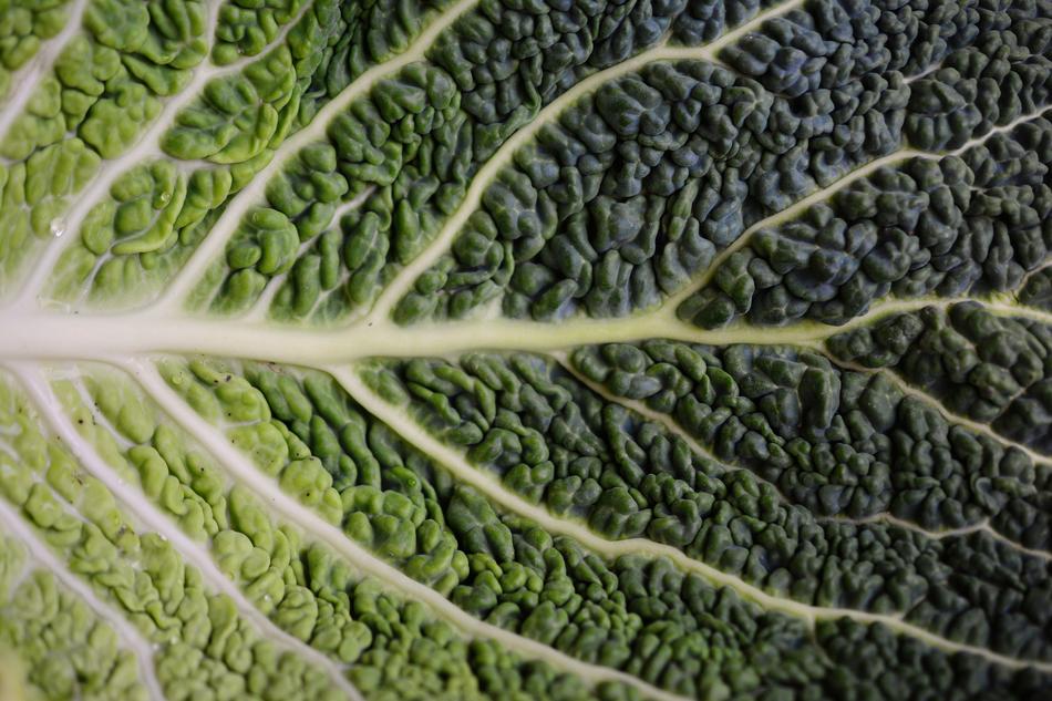 Cabbage Leaf Savoy