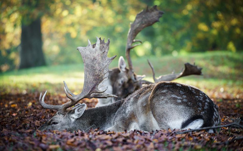 forest deer horns nature