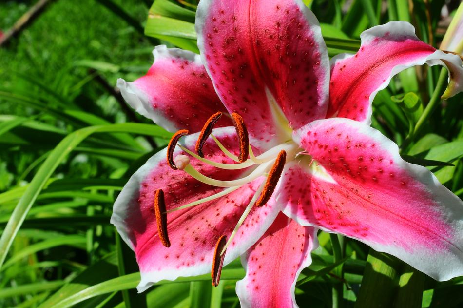 Tiger Lilies Macro Shooting