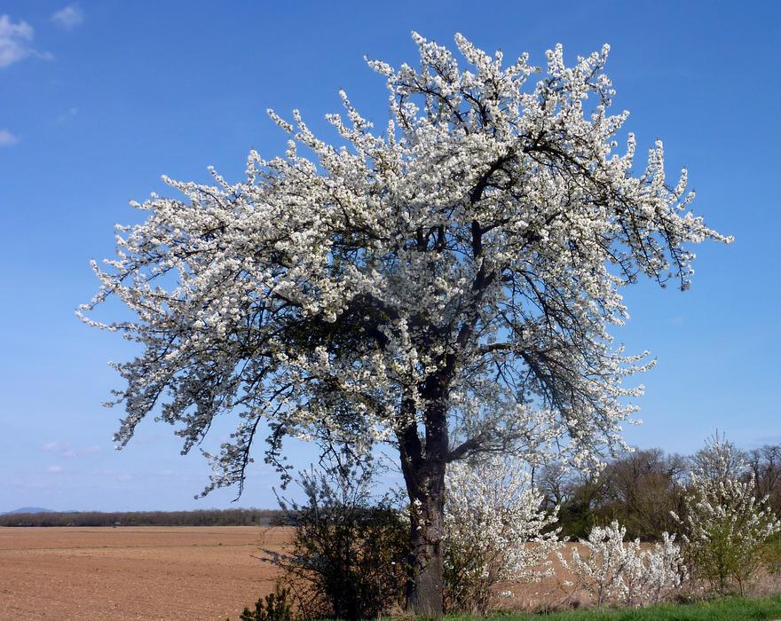 Tree Cherry Spring Flowers