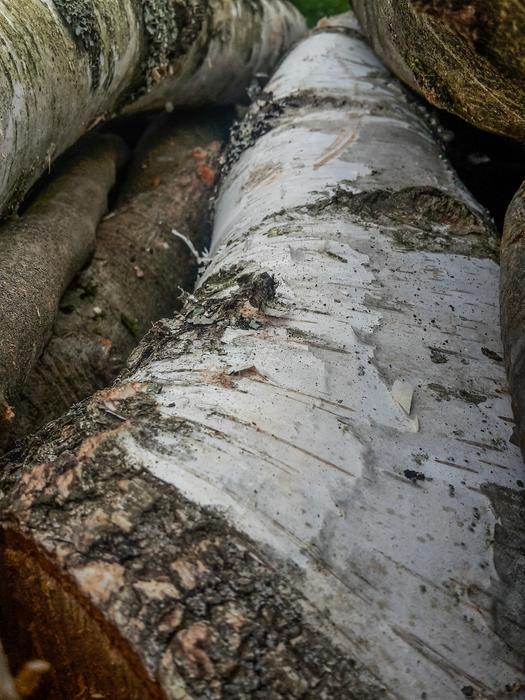 Birch Wood Bark
