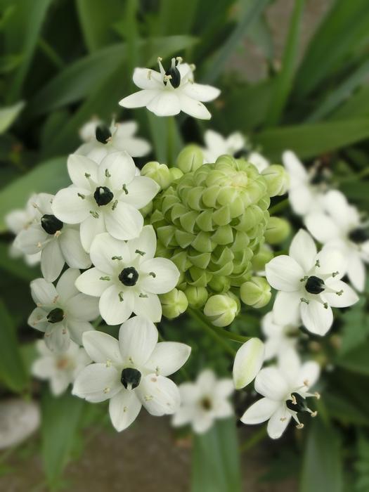 The Star Of Bethlehem White Unique