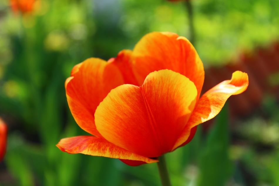 Tulip May 9 Victory Day