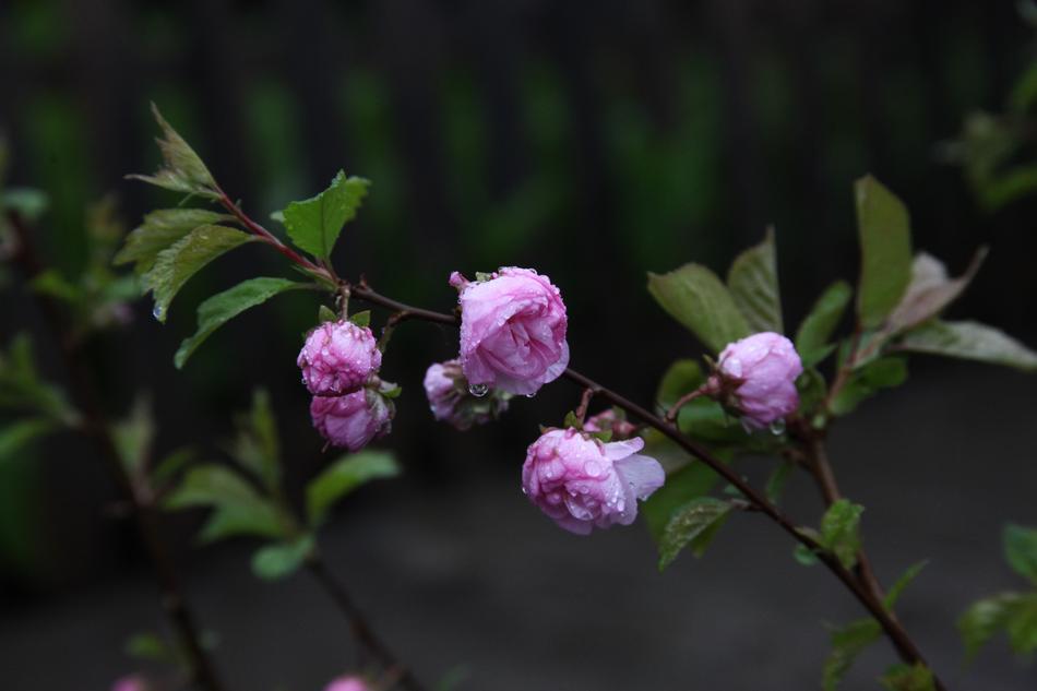 Almond Blossoming Pink