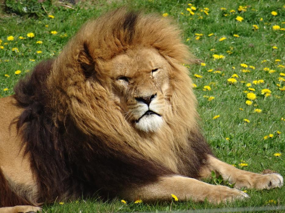 Lion Yorkshire Wildlife Park