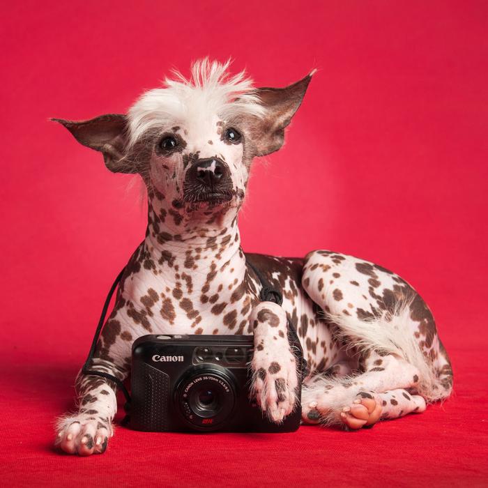 Animal Dog Domestic Animals Pet