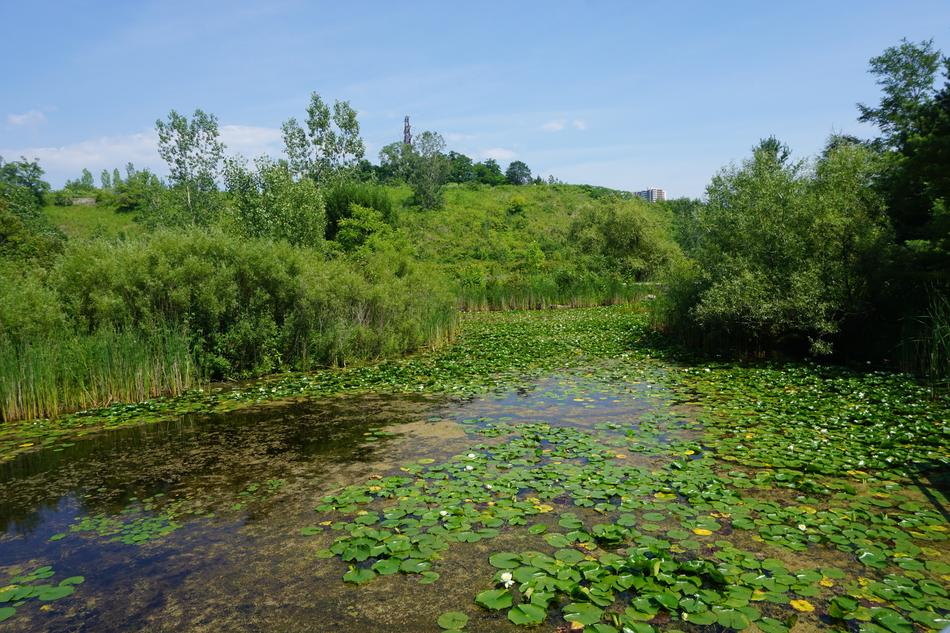 Water Lilies Pond