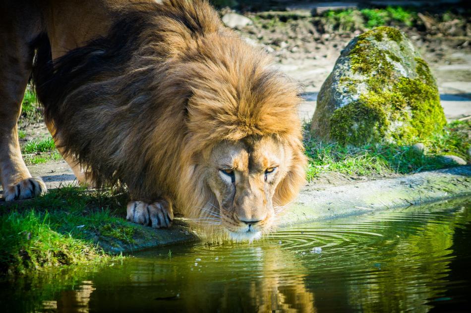 Lion Big Cat at Zoo